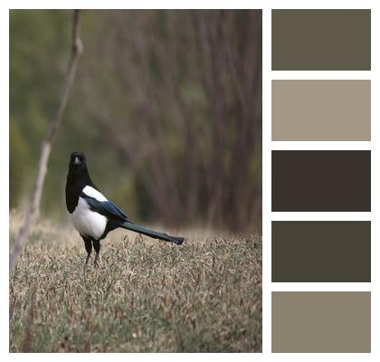 Animal Bird Eurasian Magpie Image